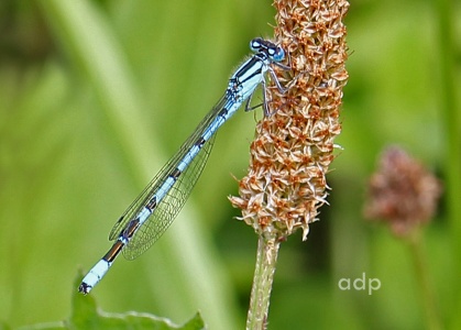 Common Blue Damselfly male( Enallagma cyathigerum) Alan Prowse